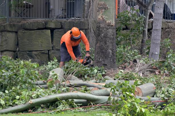 Best Affordable Tree Service  in USA